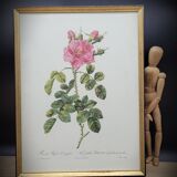 Frame lithograph rosier four seasons with variegated leaves
