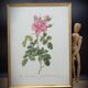 Frame lithograph rosier four seasons with variegated leaves