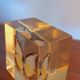 Office paperweight year 60 inclusion Butterfly