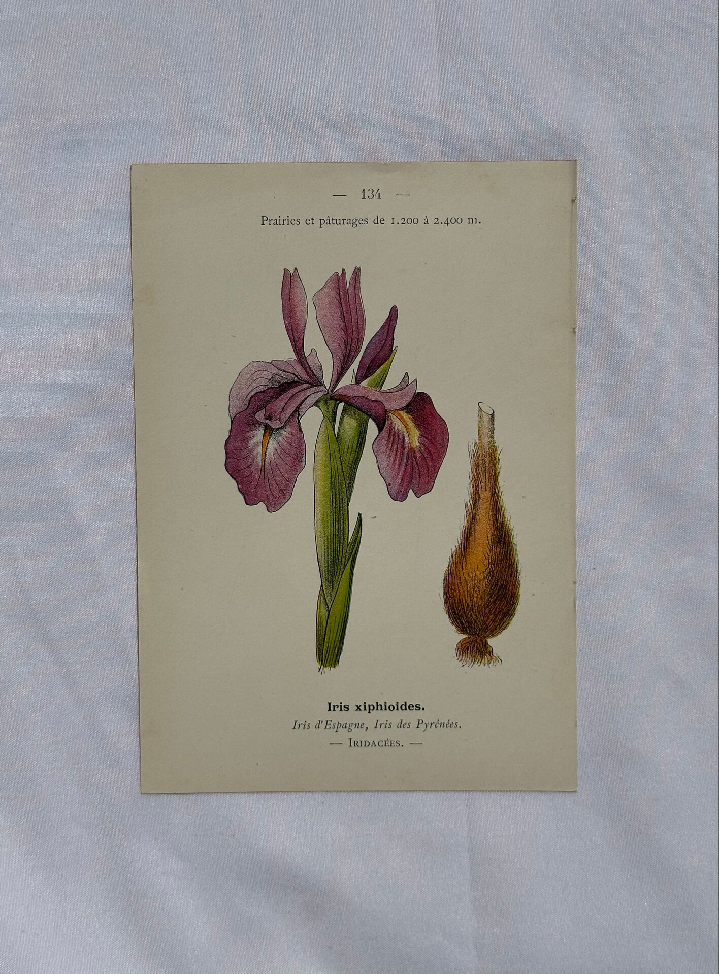 Naturalist engraving French botanical plate 19th century double-sided