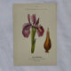 Naturalist engraving French botanical plate 19th century double-sided