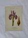 Naturalist engraving French botanical plate 19th century double-sided