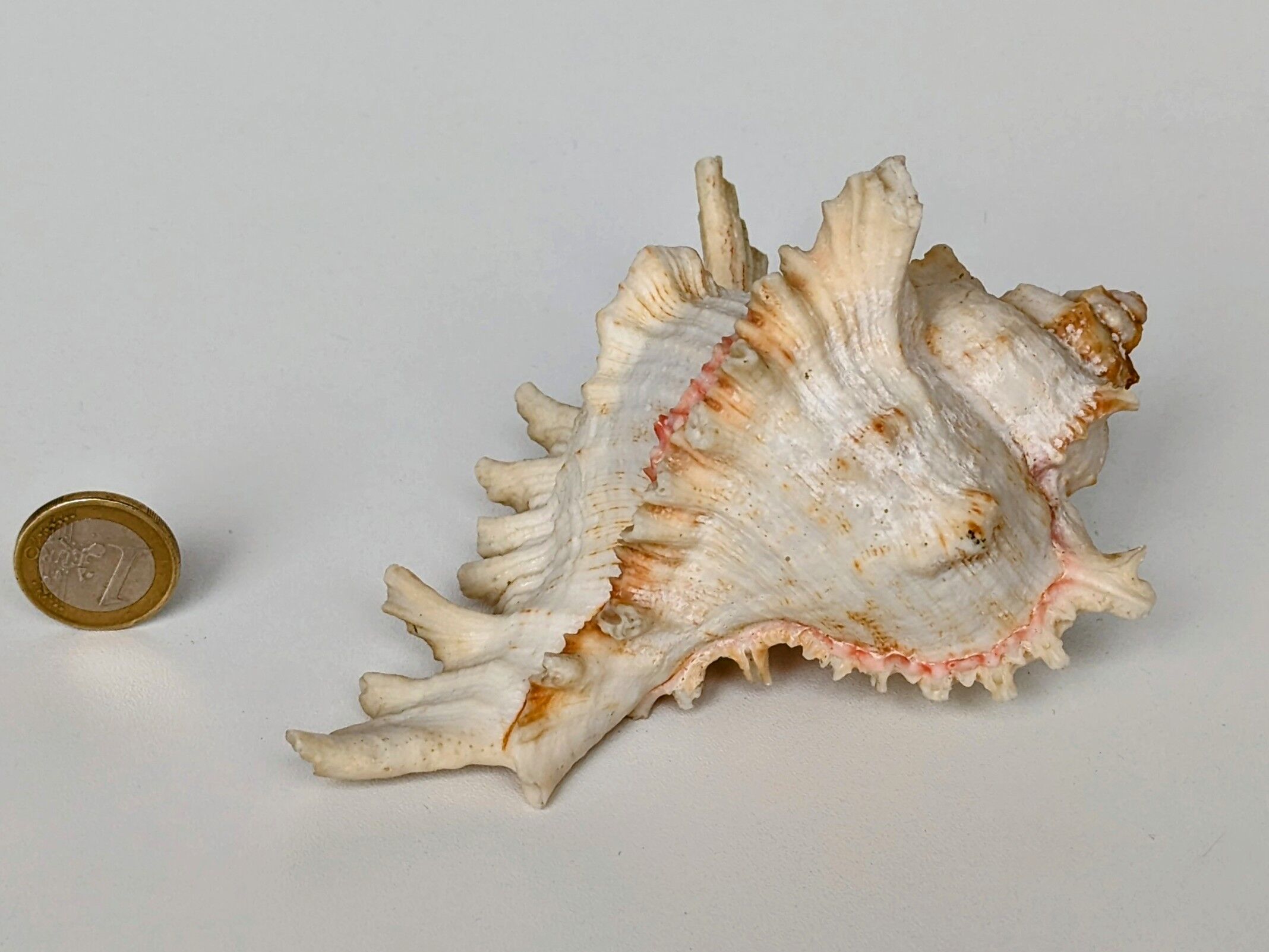 Shell Murex ramosus