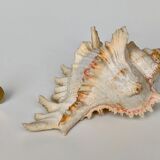 Shell Murex ramosus
