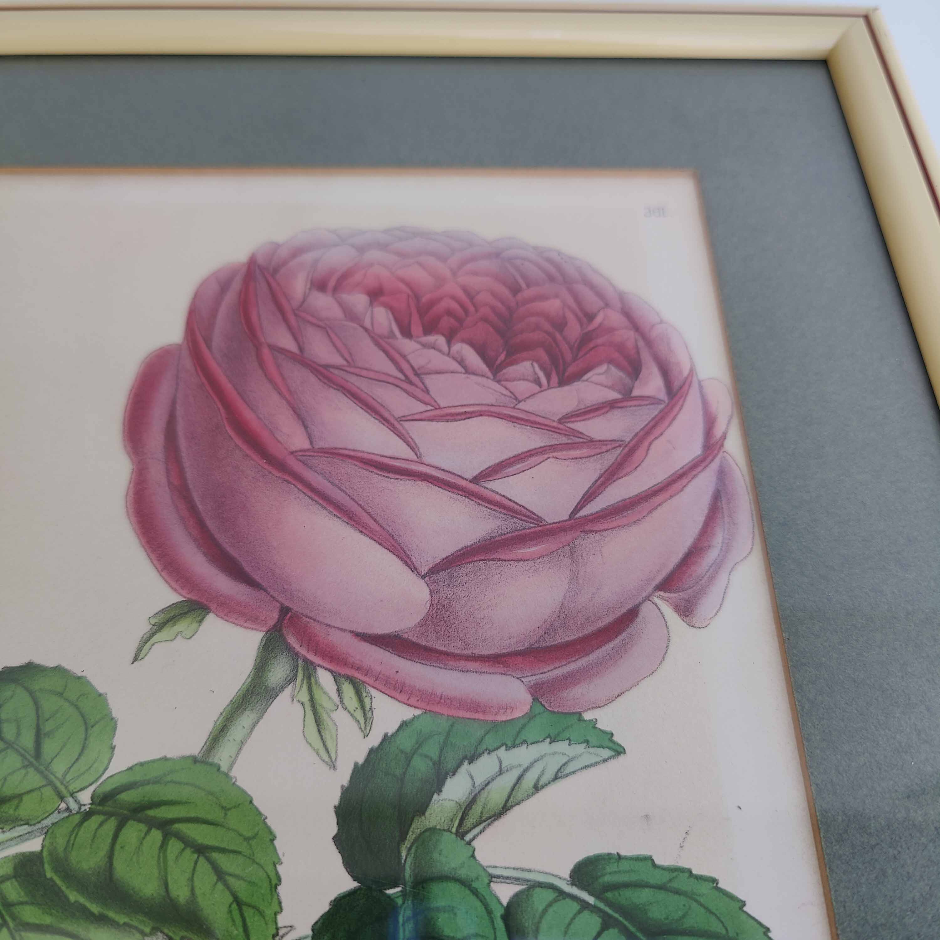 Pink botanical illustration lithograph