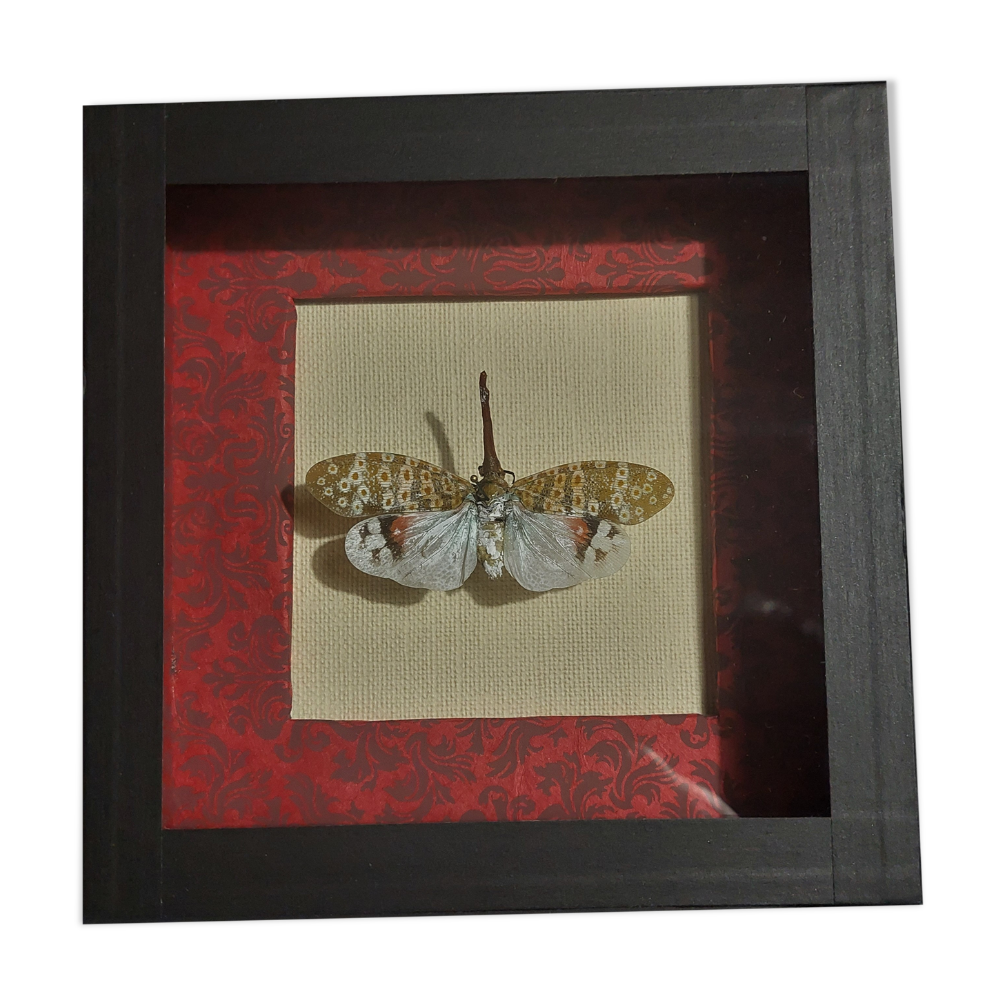 Entomology framework insect pyrops oculatus