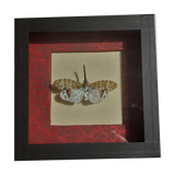 Entomology framework insect pyrops oculatus