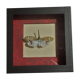 Entomology framework insect pyrops oculatus