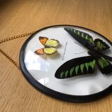 Vintage curved glass butterfly frame