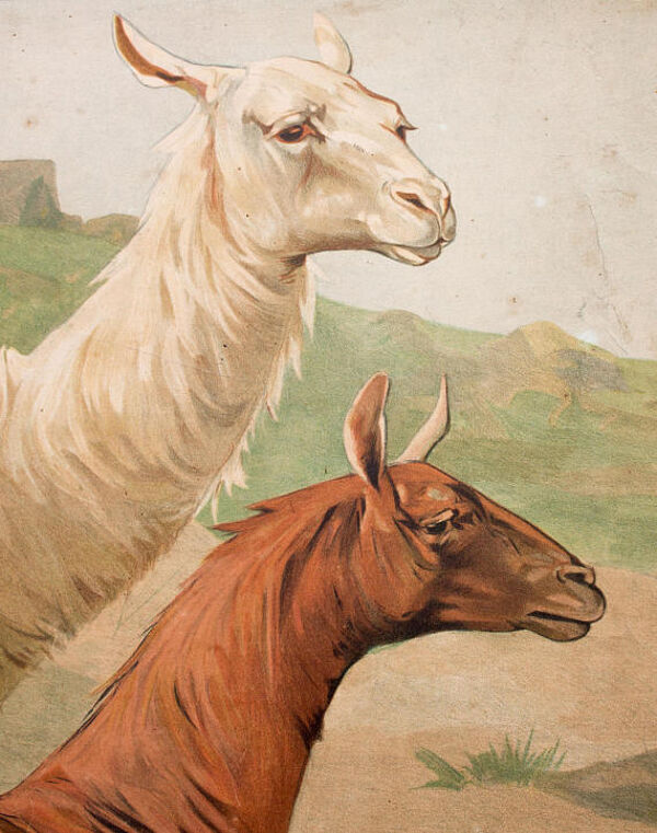 Affiche ''IIama'' grille éducatif 1891
