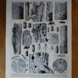 Original lithograph on trees (2)