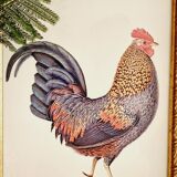 Chromolithographie Coq et cadre bois doré