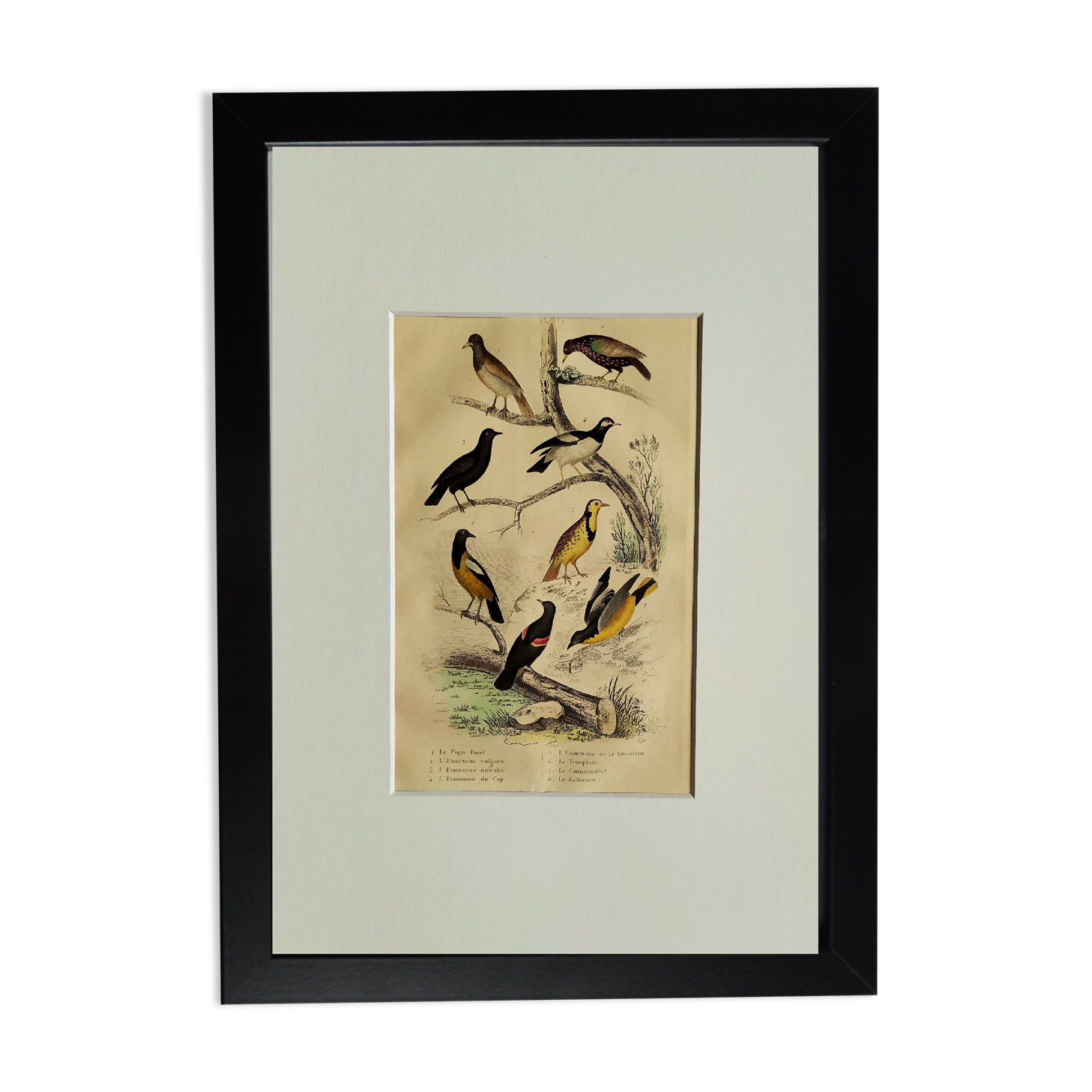 Planche Ornithologique originale " Pique bœuf - Etourneau vulgaire - &c... " Buffon 1836