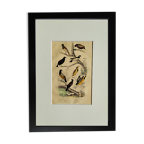 Original Ornithological plate " Pique boeuf - Etourneau vulgaire - &c... " Buffon (1836)
