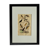 Planche Ornithologique originale " Pique bœuf - Etourneau vulgaire - &c... " Buffon 1836