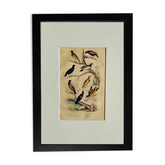 Planche Ornithologique originale " Pique bœuf - Etourneau vulgaire - &c... " Buffon 1836
