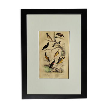 Planche Ornithologique originale " Pique bœuf - Etourneau vulgaire - &c... " Buffon 1836