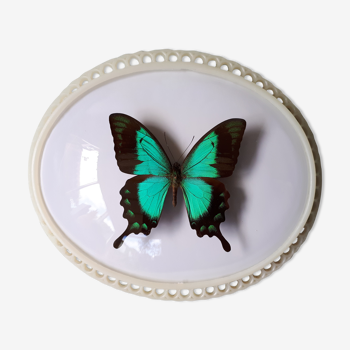 Naturalized butterfly framed