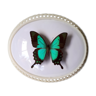 Papillon naturalisé encadré
