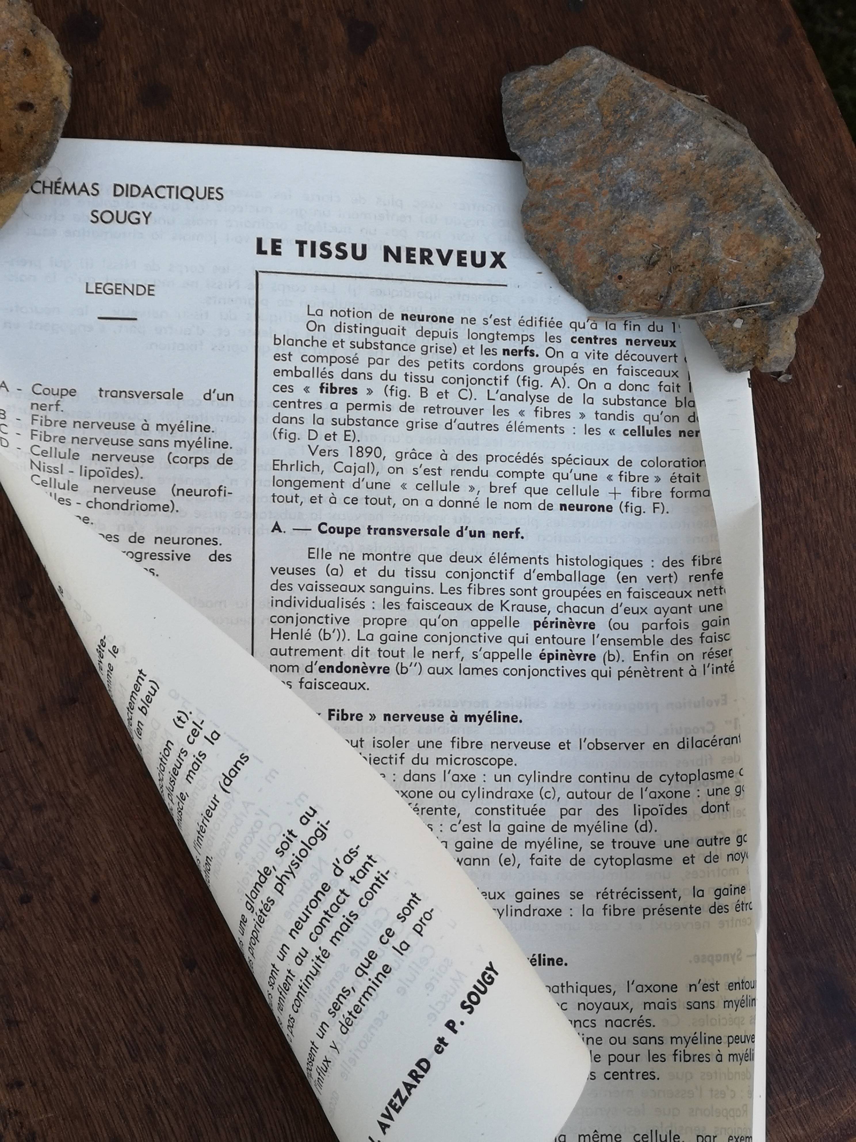 School poster of doctor Auzoux nerve tissue