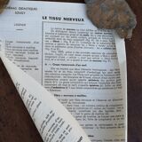 School poster of doctor Auzoux nerve tissue