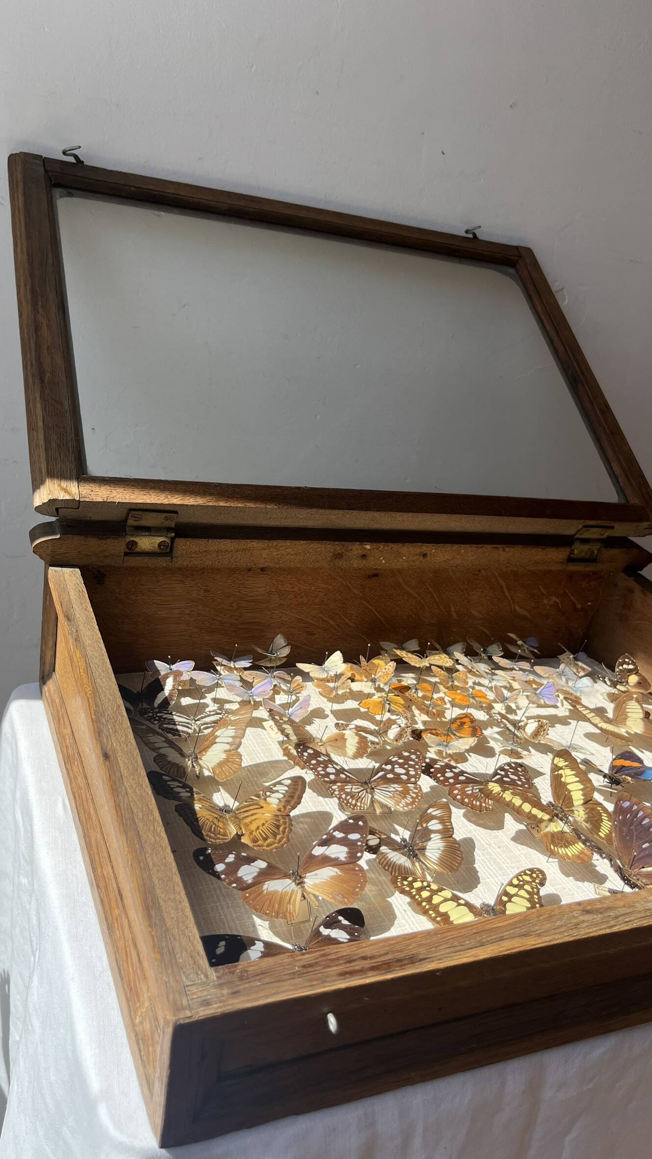 Vitrine / Collection de papillons anciens - 62 papillons