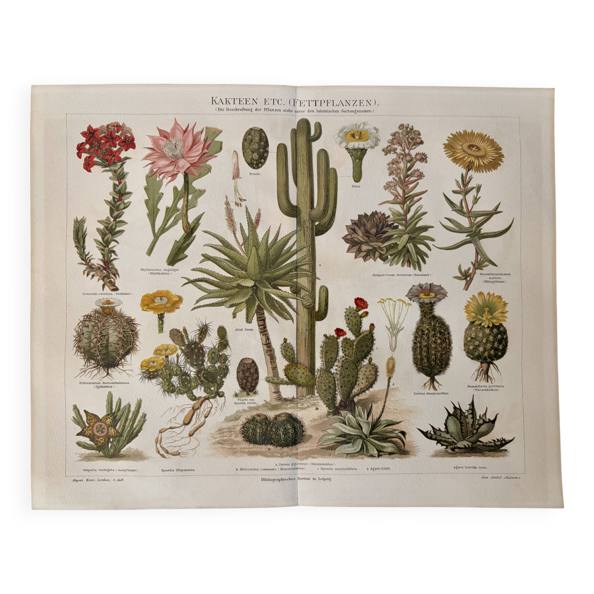 Lithographie gravure sur les cactus et plantes grasses, 1890