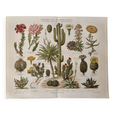 Lithographie gravure sur les cactus et plantes grasses, 1890