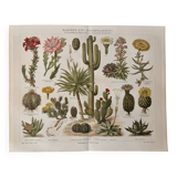 Lithographie gravure sur les cactus et plantes grasses, 1890