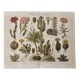 Lithograph engraving of cacti and succulents – 1890
