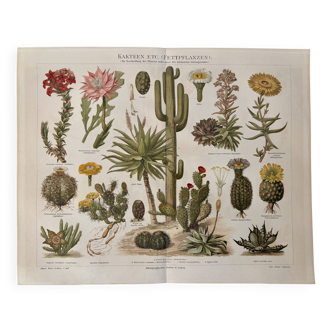 Lithographie gravure sur les cactus et plantes grasses, 1890