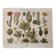 Lithograph engraving of cacti and succulents – 1890