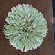 Juju hat light green