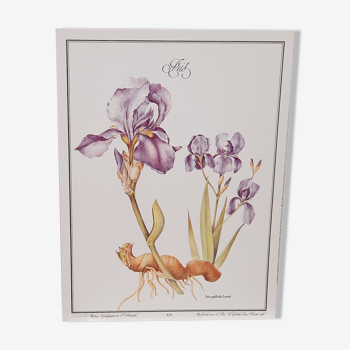 Iris botanical board