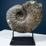 giant ammonite