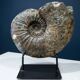 giant ammonite