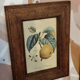 Set of three small framed fruit prints