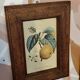 Set of three small framed fruit prints