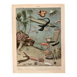 Lithograph on the ocean (depths) - 1900