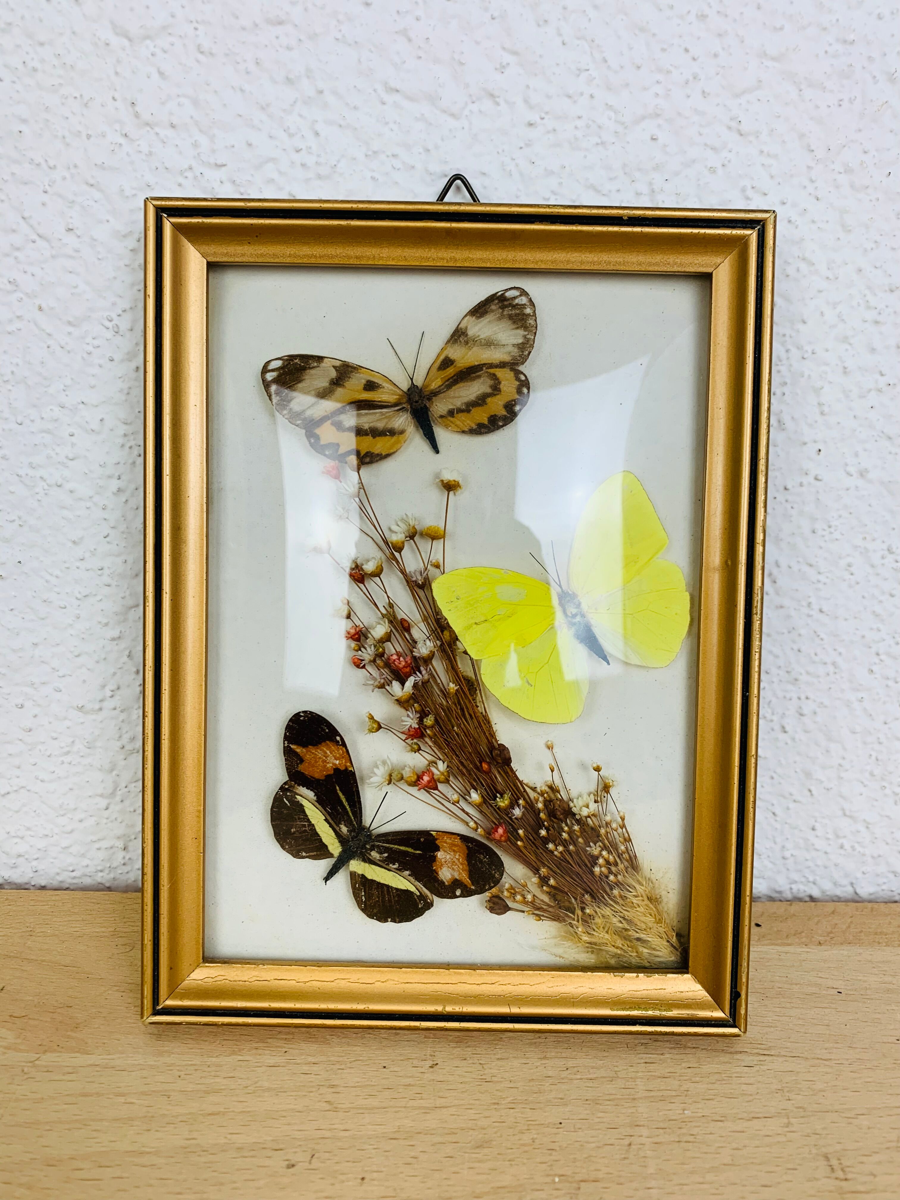 Vintage naturalized butterfly frame 19.5 x 14.5 cm