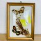 Vintage naturalized butterfly frame 19.5 x 14.5 cm