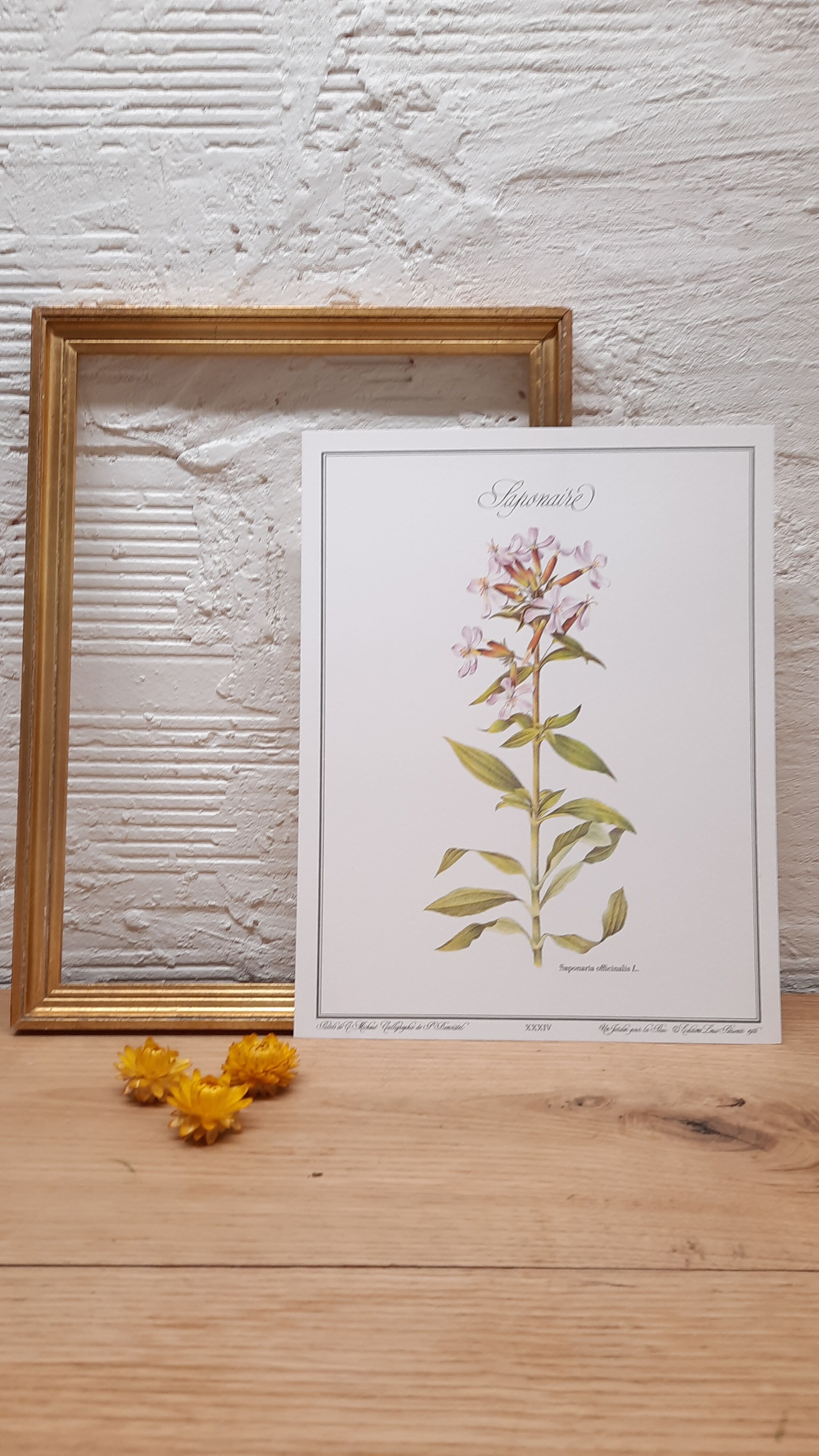 Saponary botanical plate