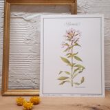 Saponary botanical plate