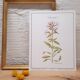 Saponary botanical plate