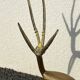 Brass Antelope Gazelle