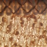 Cotton wood table lamp