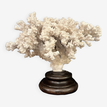 corail blanc naturel sur socle en bois tourné Napoléon III XIXe cabinet de curiosités