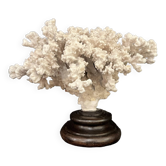 corail blanc naturel sur socle en bois tourné Napoléon III XIXe cabinet de curiosités