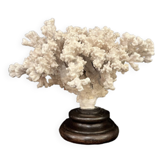natural white coral on turned wooden base Napoleon III 19th century cabinet of curiosities