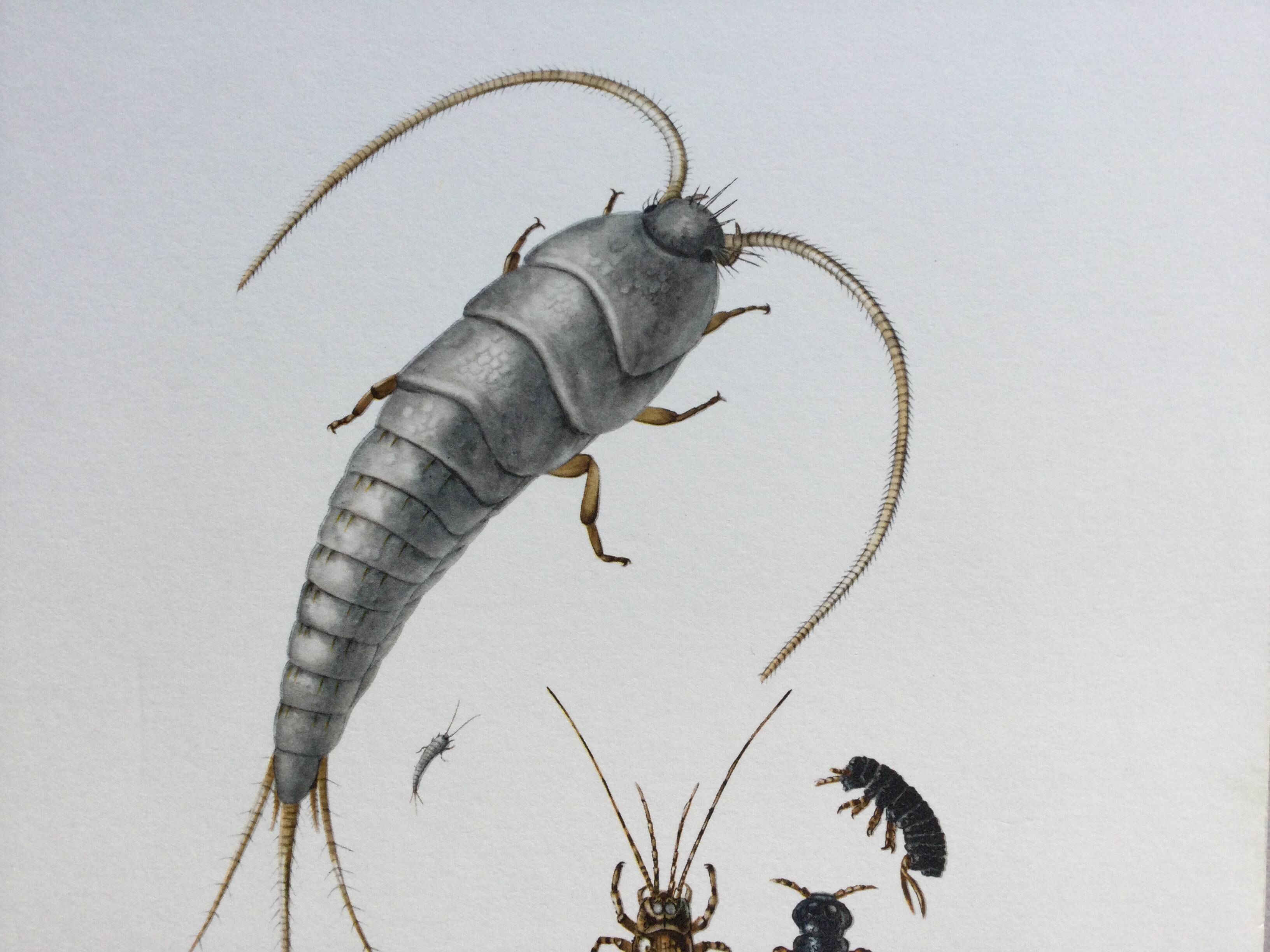 Old illustration "insects", 1960s